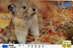 TELECARTE DU JAPON 1 LAPIN  VOIR SCANNER - Kaninchen