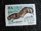 4383 Fouine  Donnala Wiesel Weasel Mustilidé Mustelid Mordern Neige Region Polaire Polar Nord North - Autres & Non Classés