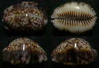 N°3908 // CYPRAEA  DEPRESSA  MARQUESANA  "MARQUISES" // F++/F+++ : 36,3mm  . - Muscheln & Schnecken