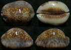N°3909 // CYPRAEA  DEPRESSA  MARQUESANA  ROSTREE  "MARQUISES" // F++ : 37,4mm  . - Seashells & Snail-shells
