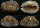 N°3909 // CYPRAEA  DEPRESSA  MARQUESANA  ROSTREE  "MARQUISES" // F++ : 37,4mm  . - Coquillages