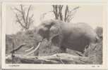 TANGANYIKA 1962 - ELEPHANT - G. Lawrence Brown éditeur - Cachet De Départ Arusha - Tanzania