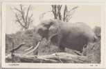 TANGANYIKA 1962 - ELEPHANT - G. Lawrence Brown éditeur - Cachet De Départ Arusha - Tanzanía