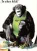 (682) Chimpanzé - Monkey - Apen