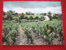 33 - PAUILLAC - VIGNOBLES DE BAGES - CPSM - BELLE CARTE - - Pauillac