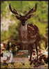 Persian Fallow Deer ATM 004 MC (3) Maximum Card 2011 Israel - Cartes-maximum