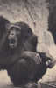 (XV) Un Chimpanzé - Parc Zoologique Du Bois De Vincennes - Apen