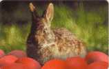 ROUMANIE LAPIN RABBIT  50000 LEI  UT - Rabbits