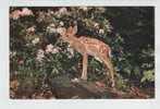 Canada Postcard LITTLE DEER Sent To Germany 2-11-1961 - Other & Unclassified