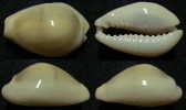 N°3937 // CYPRAEA  MONETA ICTERINA  "Nelle-CALEDONIE" // GEM : GROSSE : 28,9mm  . - Seashells & Snail-shells