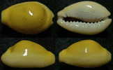 N°3941 // CYPRAEA  MONETA ICTERINA GOLDEN  "Nelle-CALEDONIE" // F+++ : 19,7mm  . - Seashells & Snail-shells
