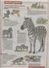 Page Coop Theme Zebre - Other & Unclassified