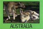 Le Kangourou Gris Australien. Une CP Neuve  Format  175 X 120 Mm - Other & Unclassified
