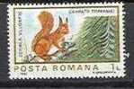 Romania 1983 - Squirell Sciurus Vulgaris, MNH - Rongeurs