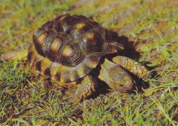 Carte Postale CP Neuve - TORTUE / Testudo Chilensis - TURTLE Mint Postcard - Schildkröte Postkarte - Schildkröten