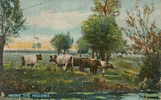 AMONG THE WILLOWS - Illustrateur : TUCK Raphael - Vaches Dans La Prairie - Série "Highland & Lowland" - 2 Scans - Tuck, Raphael