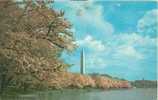 USA – United States – Washington DC - Washington Monument At Cherry Blossom Time – 1966 Used Postcard [P3055] - Washington DC