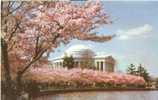 USA – United States – Washington DC – Jefferson Memorial - Unused 1950s Postcard[P3079] - Washington DC