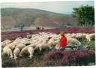 Le Limousin Les Monedieres Bergère  Troupeau De Moutons Et Musique De Jean.Segurel Accordéoniste Et Signature TBE - Limousin