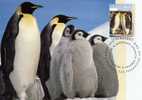 Australian Antarctic Territory 1992 $1.20 Emperor Penguin Maximum Card - Cartoline Maximum