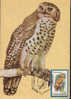 Romania- Maximum Postcard,maxicard- Birds,Pel´s Fishing-owl - Uilen