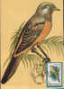 Romania- Maximum Postcard,maxicard-Birds, Scarlet Minivet - Sparrow; Moineau - Passeri