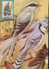 Romania- Maximum Postcard,maxicard-Birds,  Blue Magpie; Pie Bleue - Pernice, Quaglie