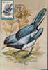 Romania- Maximum Postcard,maxicard - Birds,Oriental Magpie Robin; Oriental Pie Robin - Mussen