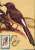 Romania- Maximum Postcard,maxicard - Birds, White-rumped Shama; Shama à Croupion Blanc - Passeri