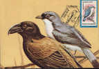 Romania- Maximum Postcard,maxicard - Birds, White-headed Vanga; Tête Blanche Vanga - Perroquets & Tropicaux