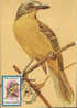 Romania- Maximum Postcard,maxicard- Birds, Grey-headed Bush Shrike;  À Tête Grise Pie-grièche Bush - Perroquets & Tropicaux
