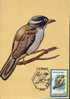 Romania- Maximum Postcard,maxicard- Birds,Black-chinned Honeyeater; Honeyeater à Gorge Noire - Mussen