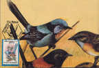 Romania- Maximum Postcard,maxicard-Birds, Superb Fairy Wren; Wren Fée Superbe - Mussen