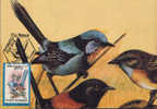 Romania- Maximum Postcard,maxicard-Birds, Superb Fairy Wren; Wren Fée Superbe - Spatzen