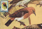 Romania- Maximum Postcard,maxicard- Birds,Red-headed Myzomela; Myzomela à Tête Rouge - Cernícalo