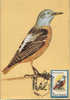 Romania- Maximum Postcard, Maxicard-Birds,Rufous-tai Led Rock-thrush; La Grive - Moineaux