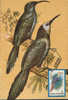 Romania- Maximum Postcard,maxicard- Birds, White-headed Woodhoopoe; À Tête Blanche En Bois Huppe - Climbing Birds