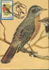 Romania- Maximum Postcard,maxicard-Birds, American Robin; Robin Américain - Moineaux