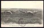 CPA  ANCIENNE- FRANCE- NOYELLES-SUR-MER (80)- TROUPEAU DE MOUTONS PÂTURANT DANS LES PRÉS-SALÉS - Noyelles-sur-Mer