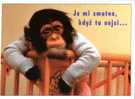 (888) Singe - Apes - Chimpanzé - Apen