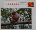 White-handed Gibbon,endangered Species,China 2001 Panjin Protect Wildlife Animals Advert Pre-stamped Card - Affen