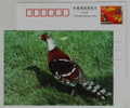 White-necked Long-tailed Pheasant,endangered Species,CN 01 Panjin Protect Wildlife Animals Advert Pre-stamped Card - Gallináceos & Faisanes