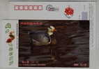 Bar-headed Goose,IUCN Red List Of Endangered Species,CN07 Dongting Lake Wetland Wildlife Bird Pre-stamped Card - Gansos