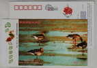 Bean Goose,Anser Fabalis,IUCN Red List Of Endangered Species,CN07 Dongting Wetland Wildlife Bird Pre-stamped Card - Gansos