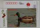 Common Mallard Duck,IUCN Red List Of Endangered Species,CN07 Dongting Lake Wetland Wildlife Bird Pre-stamped Card - Eenden