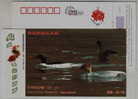 Scaly-sided Merganser,IUCN Red List Of Endangered Species,CN07 Dongting Lake Wetland Wildlife Pre-stamped Card - Ducks
