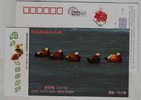 Ruddy Shelduck,IUCN Red List Species,CN07 Dongting Lake Wetland Wildlife Bird Pre-stamped Card - Entenvögel