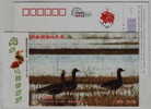 White-fronted Goose,IUCN Red List Of Species,CN 07 Dongting Lake Wetland Wildlife Bird Pre-stamped Card - Geese