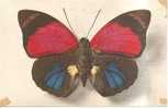 PAPILLON -AGRIASSARDANAPALUS(variété Fulgens,centre Brésil)-édité Par Comité National De L'enfance - Mariposas