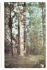 Big Tree Park - Totem Pole - Indios De América Del Norte